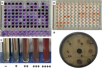 Community-forming traits play role in effective colonization of plant-growth-promoting bacteria and improved plant growth